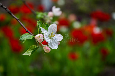 花瓣 成长 园艺 盛开 植物 水果 新的 植物区系 果园