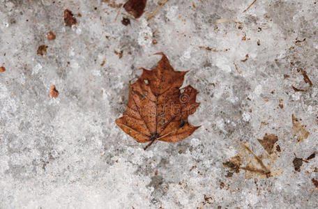 干燥的枫叶在肮脏的雪霜地面在冬季，选择性软焦点