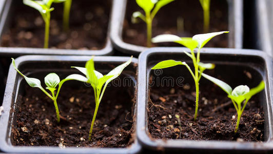 农场 温室 幼树 植物 环境 生活 新的 地面 生长 栽培