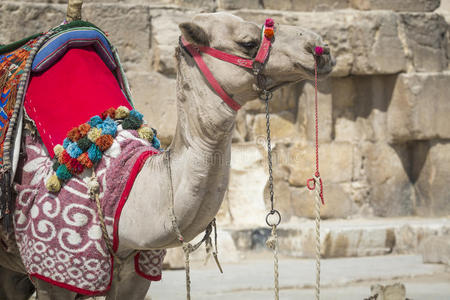 贝都因骆驼休息在金字塔附近，开罗，埃及