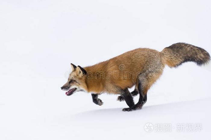 雪地里的红狐