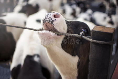 农场里的奶牛。 奶牛。