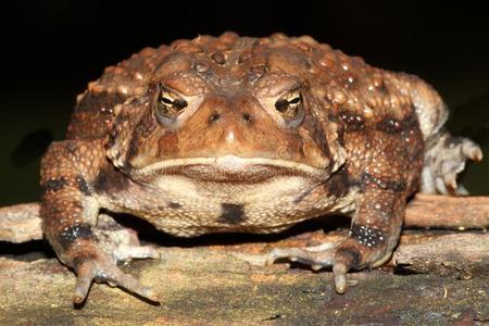 美国蟾蜍图片-美国蟾蜍素材-美国蟾蜍插画-摄图新视界