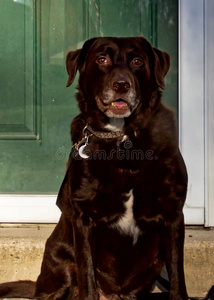 漂亮的巧克力拉布拉多猎犬坐着看着相机，嘴巴张开