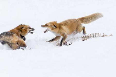 雪地里的红狐