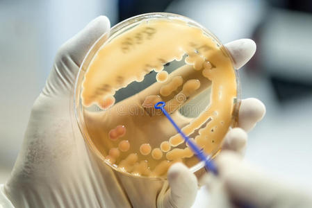 生物学 生物技术 食物 医学 卫生 实验室 医疗保健 颜色