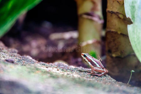 慢动作青蛙跳图片