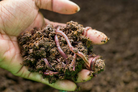 蚯蚓蚯蚓在堆肥堆周围漫游蚯蚓和幼虫蚯蚓解剖图一个蚯蚓矢量蚯蚓蚯蚓