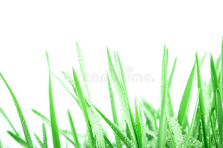 新鲜的绿草，雨后有水滴的背景