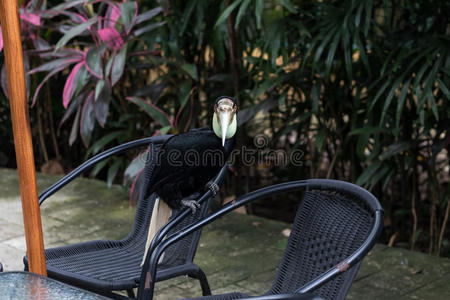 印度尼西亚巴厘岛动物园公园里五颜六色的龙嘴鸟热带鸟类的特写。