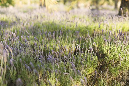 紫色 芬芳 夏天 春天 紫罗兰 植物区系 薰衣草 乡村 自然