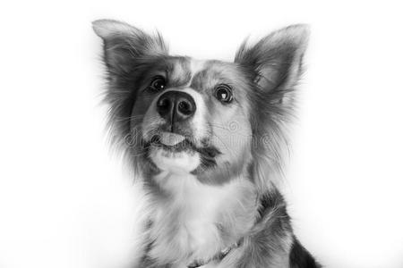 雪莉图片-雪莉素材-雪莉插画-摄图新视界