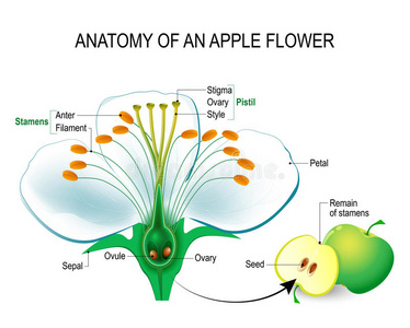 苹果花的结构示意图图片
