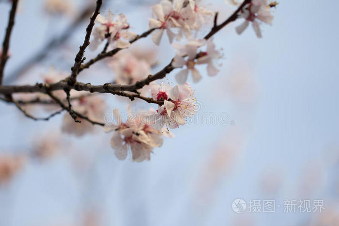 春天树上的花