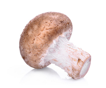 中国人 日本人 烹饪 真菌 营养 蘑菇 自然 香菇 医学