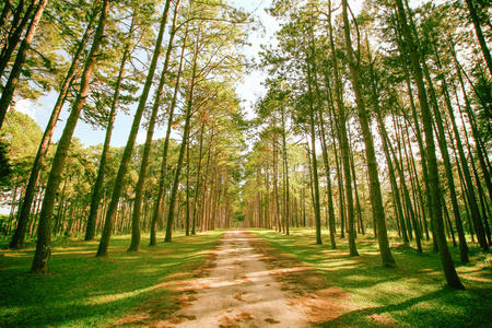夏天 早晨 美女 林业 生态学 树叶 公司 自然 泰国 美丽的