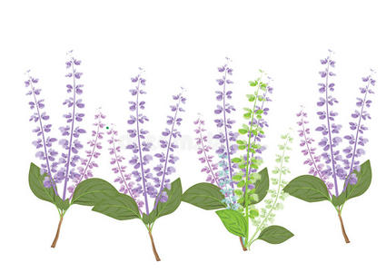 树枝上的罗勒叶和花. 烹饪手绘插图的草药. 食物的配料植物.照片