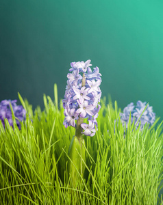 粉红色 植物 颜色 自然 紫罗兰 花园 领域 花瓣 季节