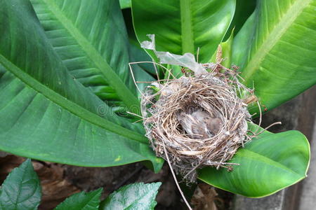毛茸茸的巢穴小鸟,麻雀在树上的天然巢穴照片