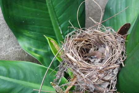 小鸟,麻雀在树上的天然巢穴照片