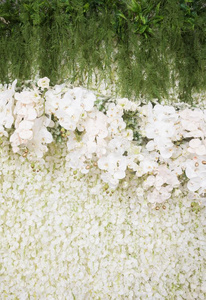 美丽的白色和绿色背景花的兰花排列