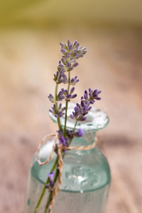 自然 芳香疗法 法国 花的 盛开 草药 开花 植物区系 芬芳