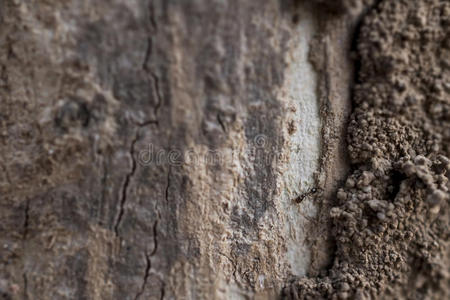 蚂蚁野生动物在木材纹理上
