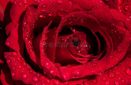 滴红玫瑰