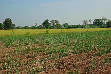 农业田甘蔗和水稻，混合作物