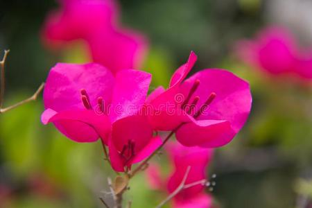 开花 花瓣 求助 颜色 三角梅 花的 美丽的 花园 植物学