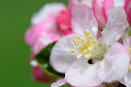 苹果花