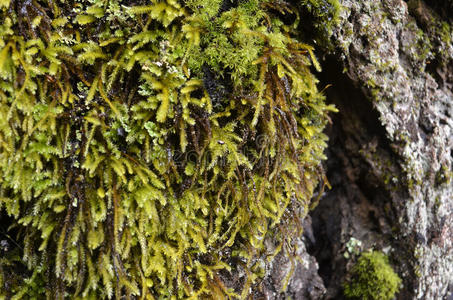 野生动物 树干 生态学 季节 松木 苔藓 环境 木材 春天