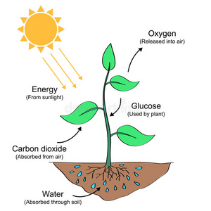 吸收 光合作用 科学 氧气 叶绿素 二氧化碳 植物 能量