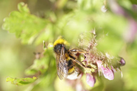 大黄蜂在荨麻花上