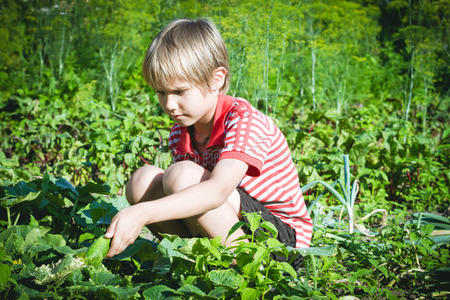 夏天，孩子们在花园里采摘新鲜蔬菜。 家庭，健康，园艺，生活方式的概念