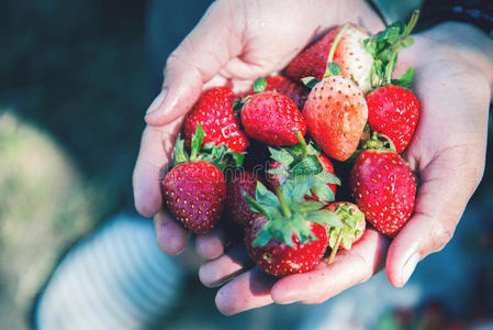 新鲜草莓特写。 草莓浆果在手。