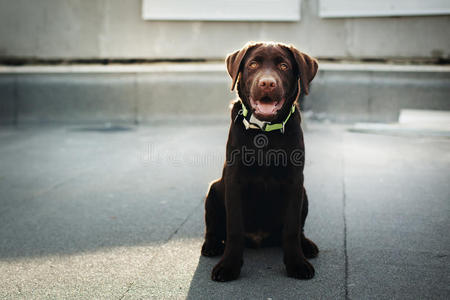 巧克力拉布拉多猎犬