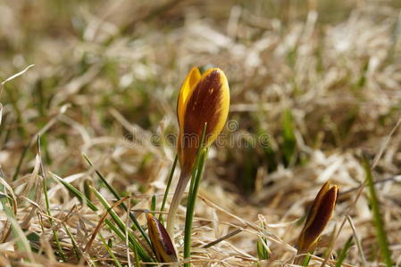春天，一孤独的黄色番红花，生长在干燥的草地上