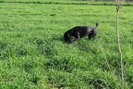 田野里的黑色拉布拉多狗