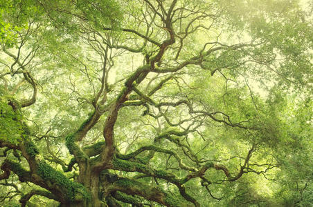 美国南卡罗来纳州的天使橡树.照片