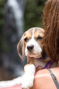 犬科动物 自然 乐趣 美丽的 纯种 公园 小猎犬 闲暇 个人