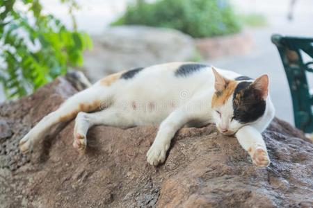 躺在地板上的猫