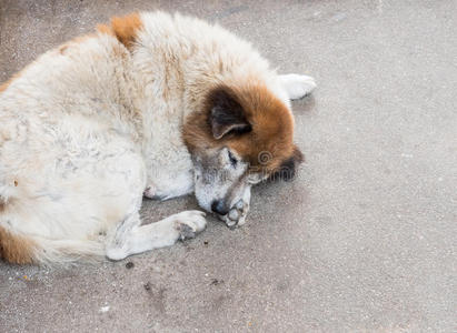 贱民 水泥 宠物 眼睛 迷路 孤独的 休息 犬科动物 可爱的