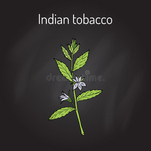 半边莲插画-半边莲手绘-半边莲卡通图-摄图新视界