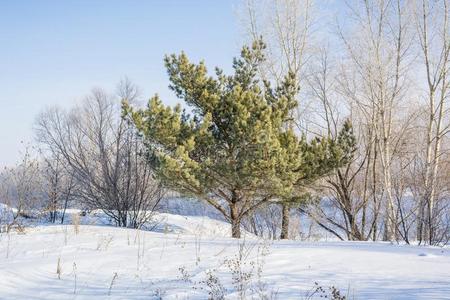 针叶冬季森林。 冬天雪下的木头。