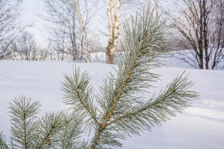 针叶冬季森林。 冬天雪下的木头。