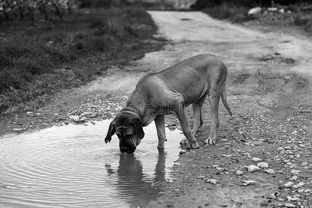 猎犬喝水