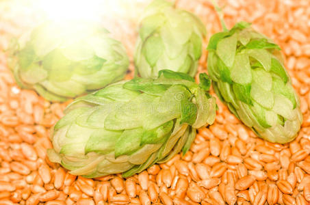 绿色啤酒花和麦芽，农业背景