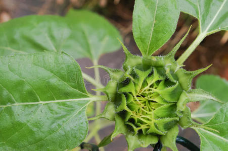 初夏未开的向日葵开着叶子照片