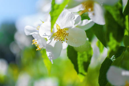 春天花园里盛开的茉莉花的特写照片。